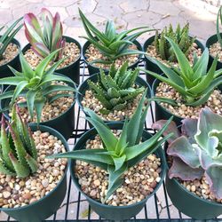Beautiful Healthy Succulent Plants