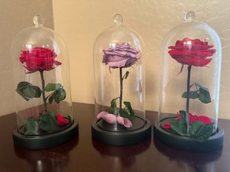 Preserved Roses in Glass Dome Set of 3