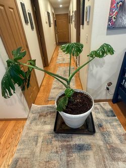 Large Monstera