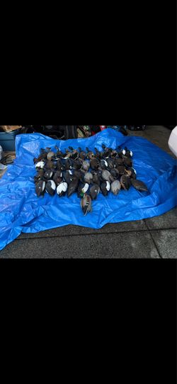 30 duck decoys