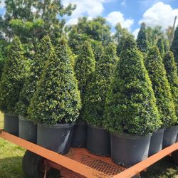 Spectacular Topiary Plants !!! Different Sizes And Prices !!! Desde $35