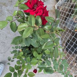 Red Rose Plants 