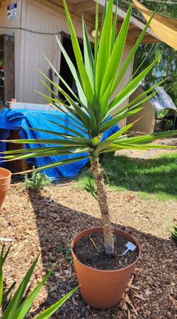 Large yucca Tree