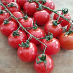 Chadwick Cherry Tomato Plant 