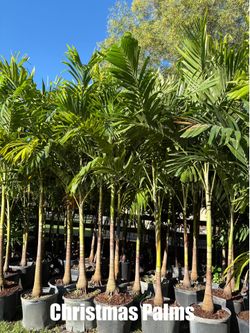 Christmas Palms