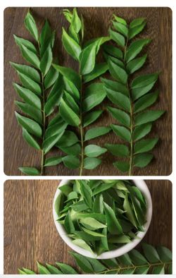 Indian Curry Leaves Organic 100%