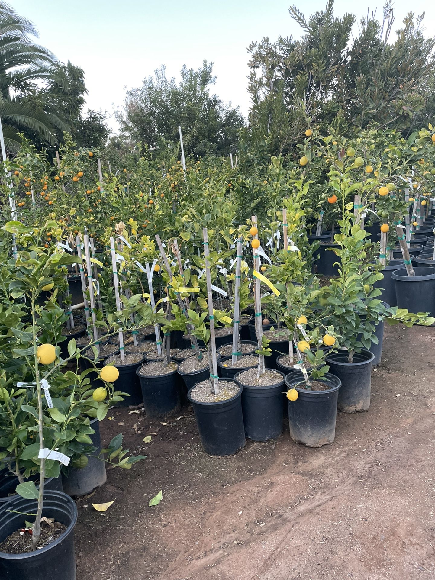 5 Gallon Size Citrus Trees - Lemon Trees - Lime Trees - Grapefruit
