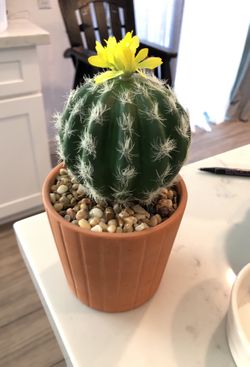 Fake cactus plant