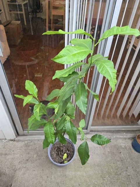 Citrus Tree
