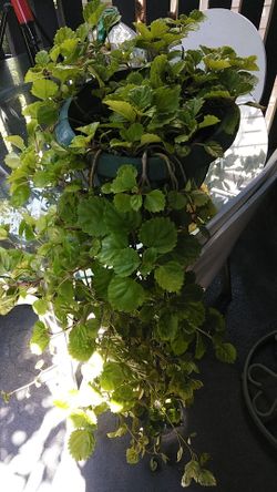 Planta del dinero florece