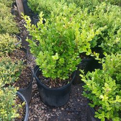 Japanese Boxwood 