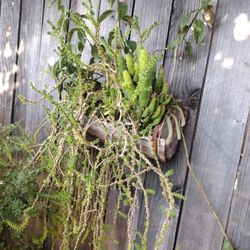 🌵 Cactus Plant In A Wood Barrel Type