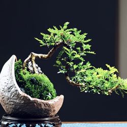 🌿 Handcrafted Succulent Bonsai – Living Zen Art (One-of-a-Kind)