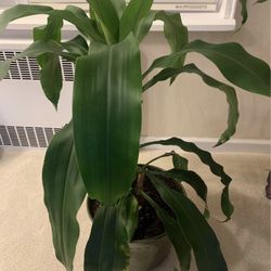 Real indoor palm plant in large ceramic pot.  