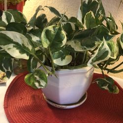 N Joy Pothos In White Ceramic Pot