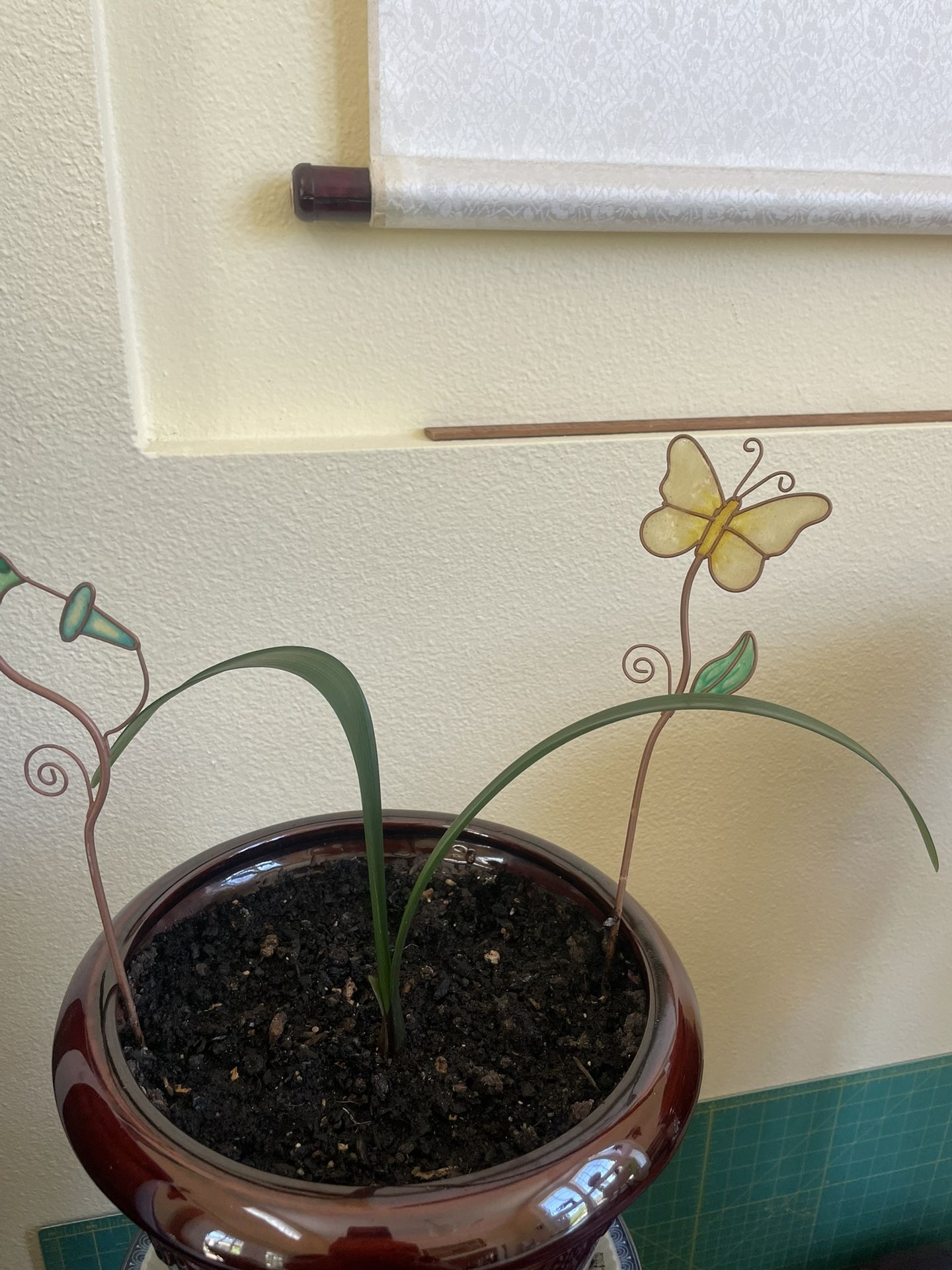 Young Clivia plant