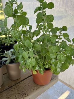 Herbs Vick Plant $ 8