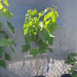 Grape Plants