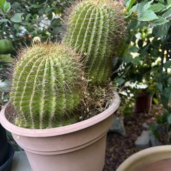 Plantas En Venta A Buen Precio