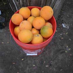 Oranges 