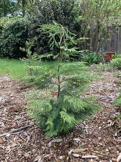 Leyland Cypress