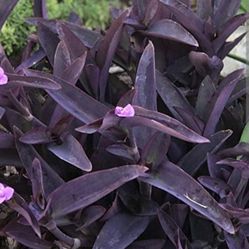 Purple Heart Plants 