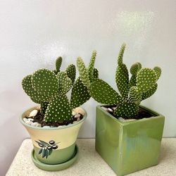 Cactus 🌵 Plant 🪴 