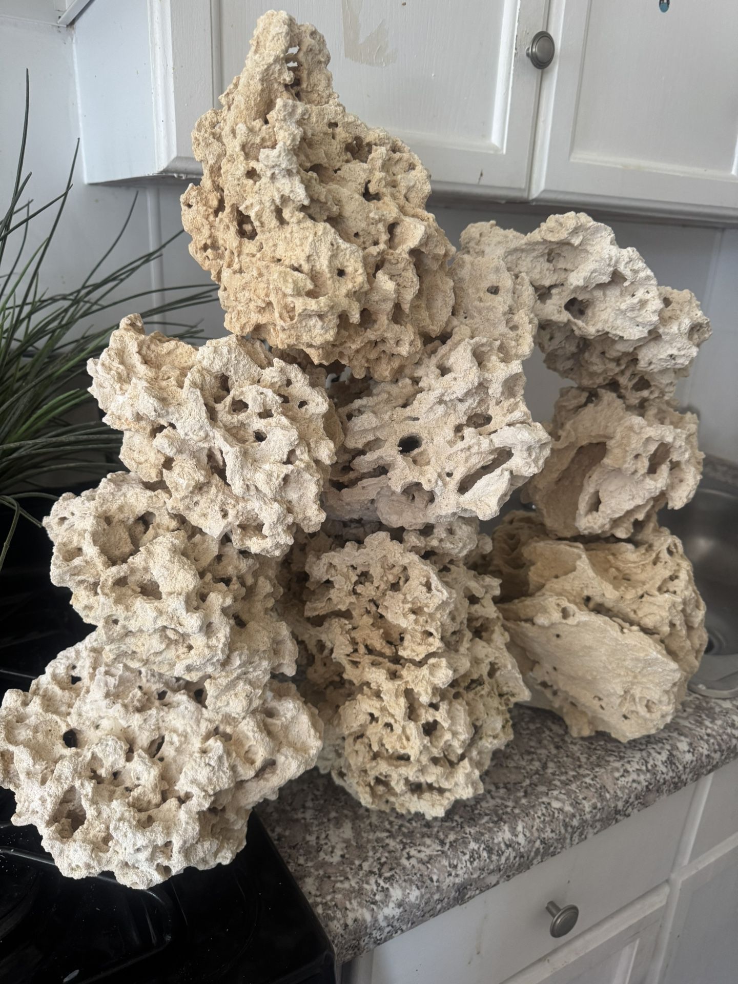 Aquarium Coral
