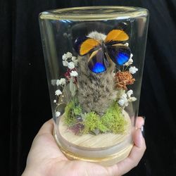 Taxidermy 