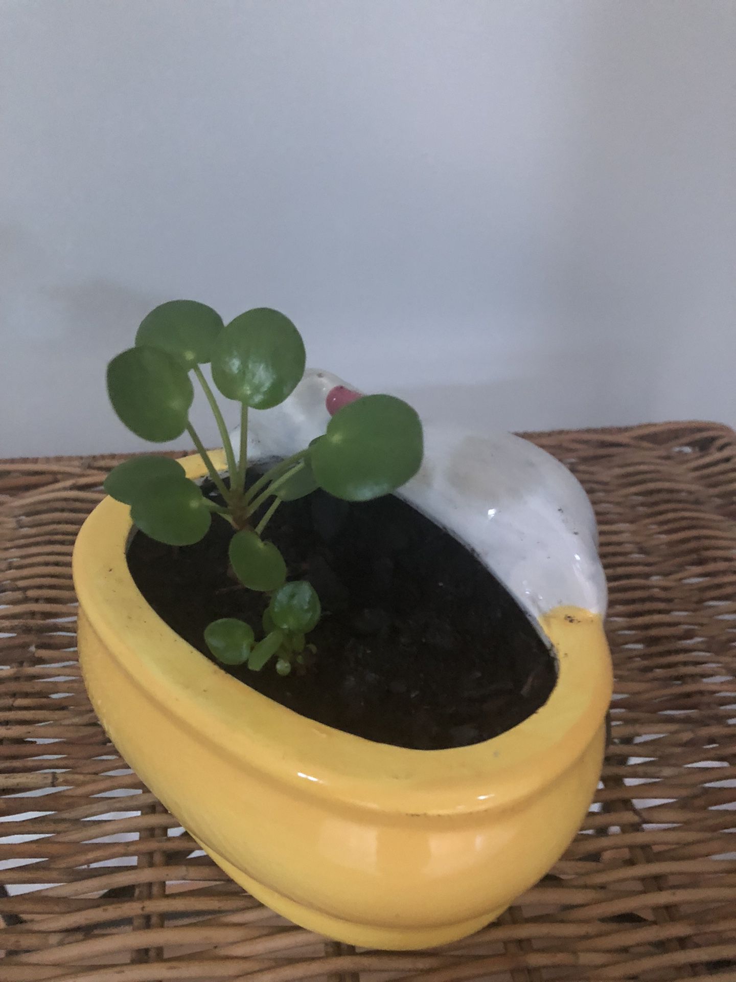 Pancake Plant In Ceramic Cat Pot  Live Plant  