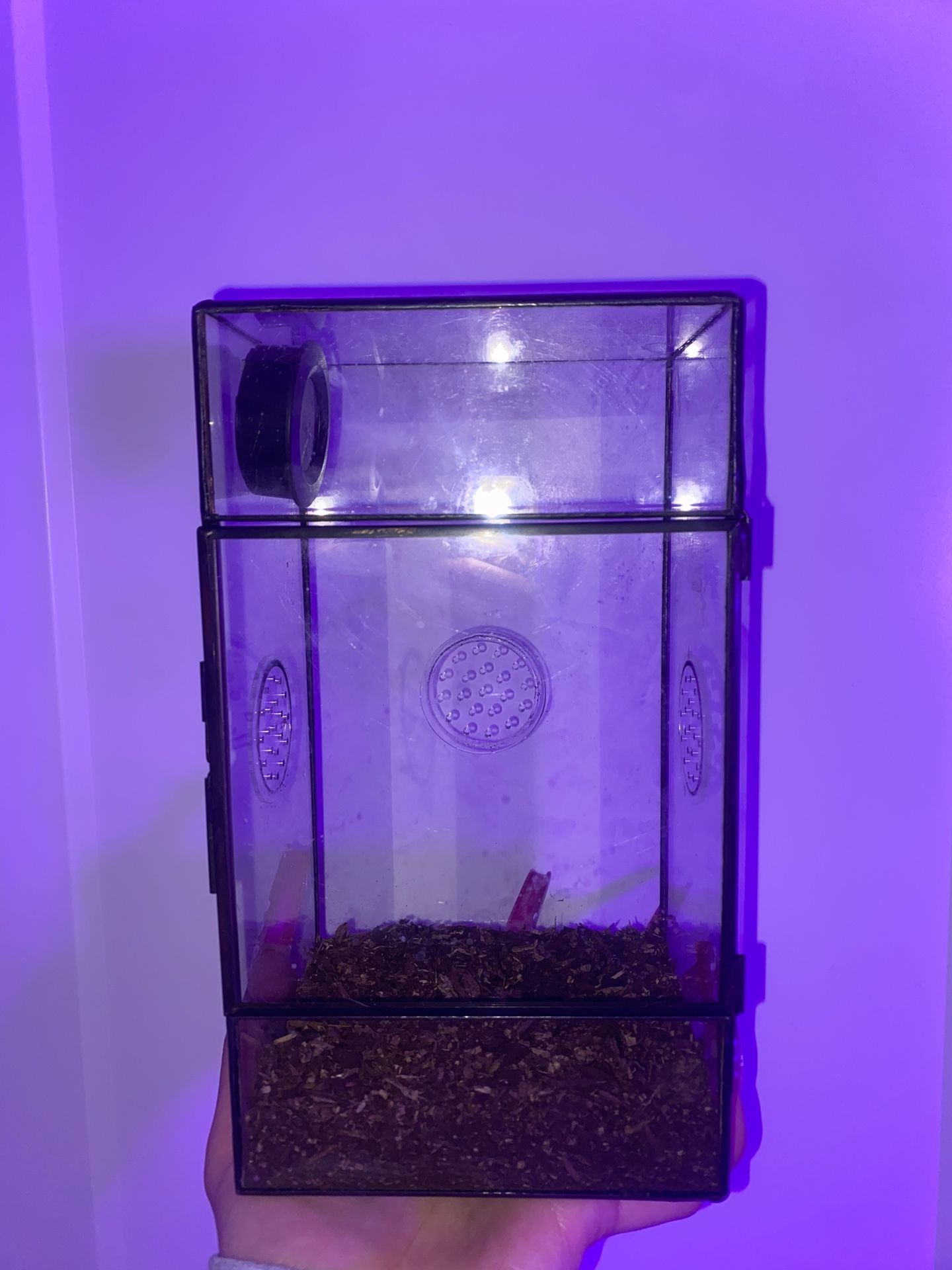 Jumping Spider Enclosure