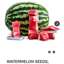 Watermelon Plants