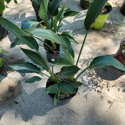 Birds Of Paradise Plant