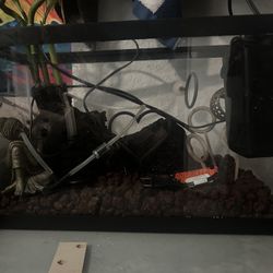 5 gallon + everything needed for betta/shrimp