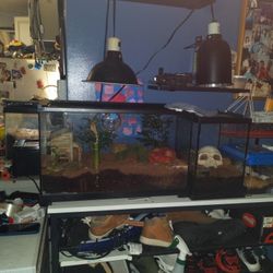 Scorpion Tanks 