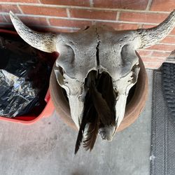 Bison Skull