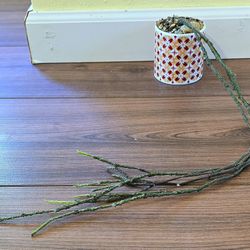 RARE! Potted Cynanchum Marnierianum Aka The Dead Stick Plant 