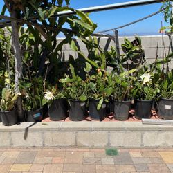 Garden Plants