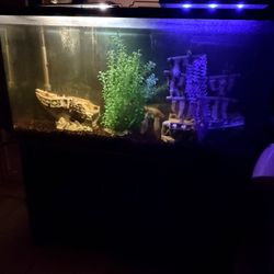 Fish Tank With Everything