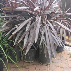 Cordyline  Plants