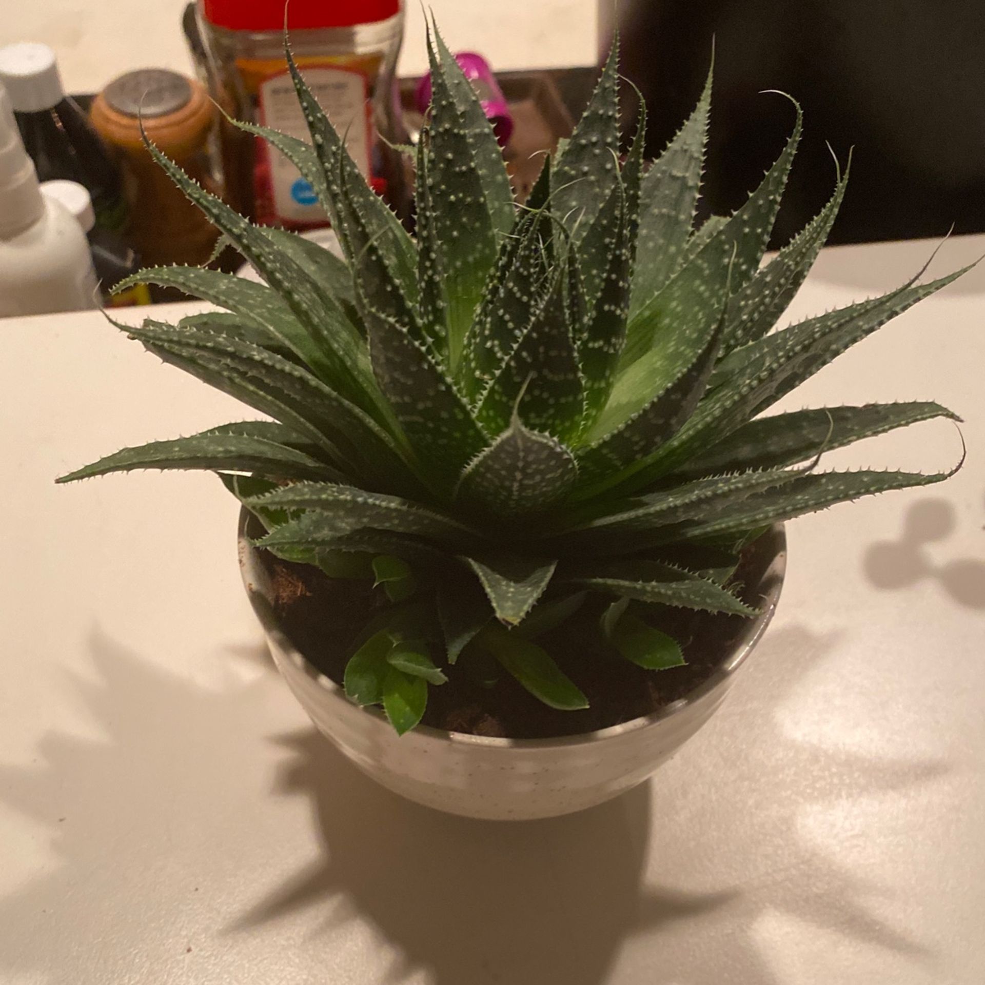 Large Haworthia In Off White Ceramic Pot 5”