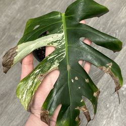 Monstera Albo Cutting