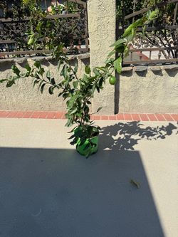 Lime fruit tree Beautiful Bearss Lime Fruit Tree – Persian / Tahiti / Seedless Lime – Fruit-Bearing – Firm Price  FIRM PRICE – Beautiful Fruit-Bearing