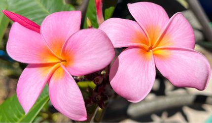 Eva Lani Plumeria with Beautiful Blooms