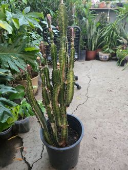 Euphoria Cactus Red