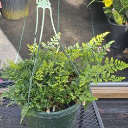 Rabbits foot fern in a 8" pot live plants
