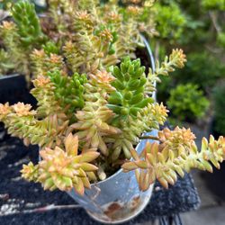 Assorted Different Kinds Of Succulents 