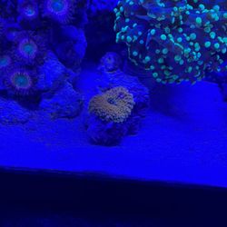 Fish tank coral