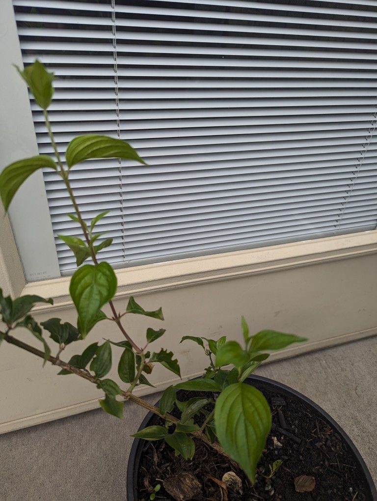 Tree dogwood Organic. Price negotiable