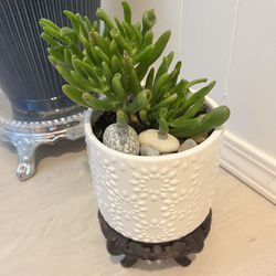 Homegrown Mixed Beautiful Succulents In white ceramic Pot